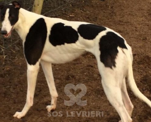 Sheila 2 Greyhound