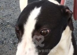 Sheila 2 Greyhound