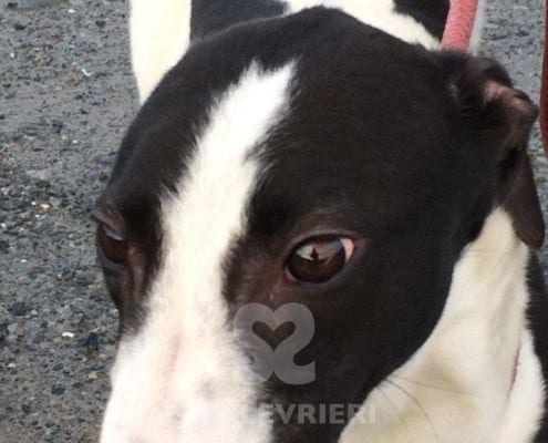 Sheila 2 Greyhound