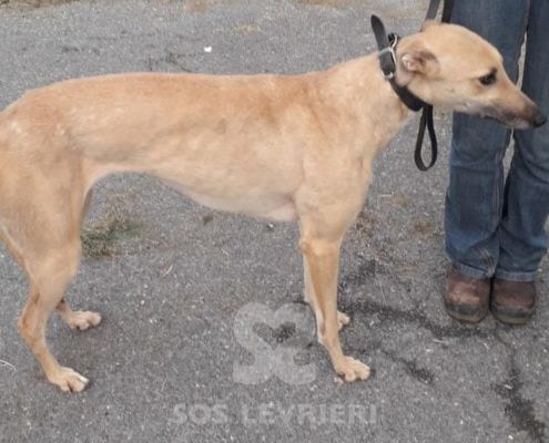 Tilly 2 Greyhound