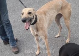 Tilly 2 Greyhound
