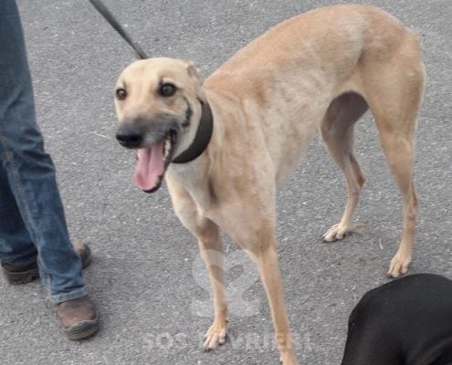 Tilly 2 Greyhound