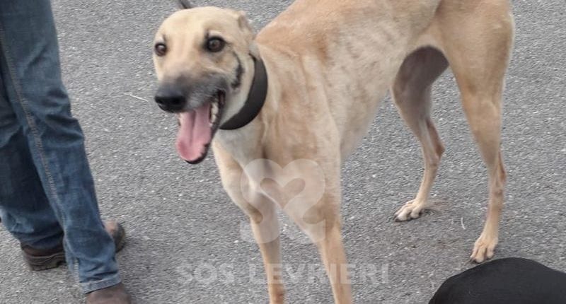 Tilly 2 Greyhound