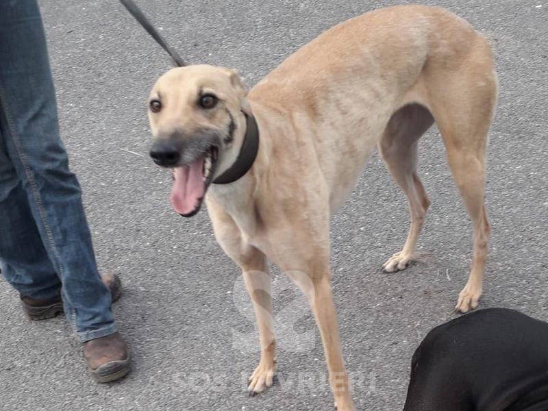 Tilly 2 Greyhound