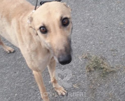 Tilly 2 Greyhound