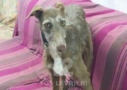 Amaranto Galgo