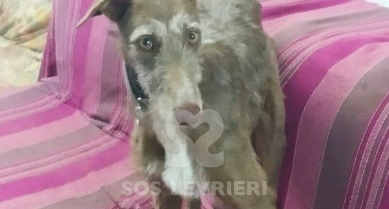 Amaranto Galgo