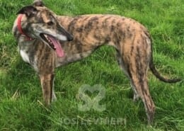 Astral Greyhound