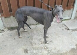 Bonnie 4 Greyhound