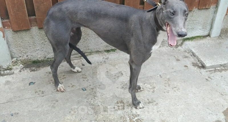 Bonnie 4 Greyhound