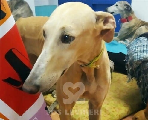 Brisa 3 Galgo
