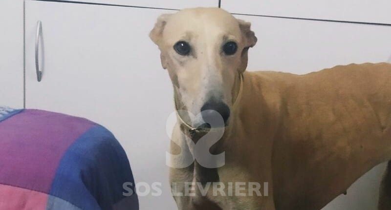 Brisa 3 Galgo