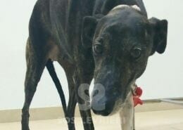 Cherie 2 Galgo