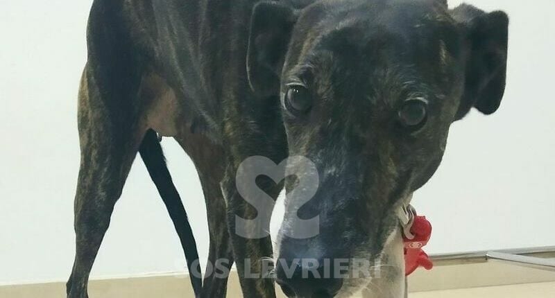 Cherie 2 Galgo