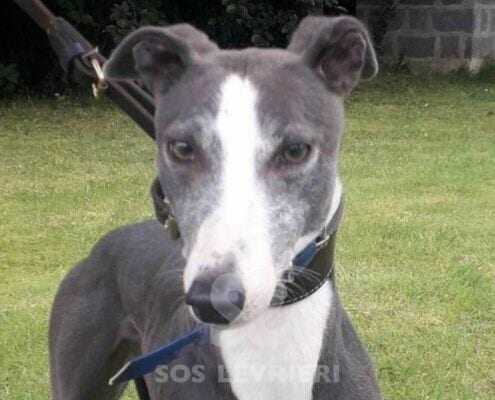 Coco 4 Greyhound