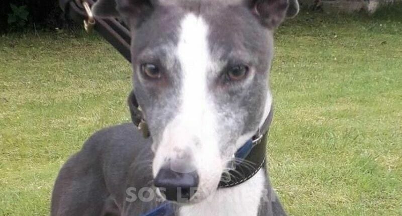 Coco 4 Greyhound