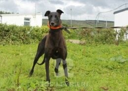 Hannah 2 Greyhound