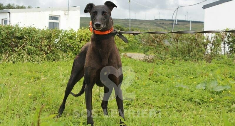 Hannah 2 Greyhound