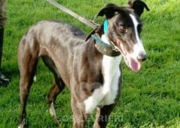 Kiely Greyhound