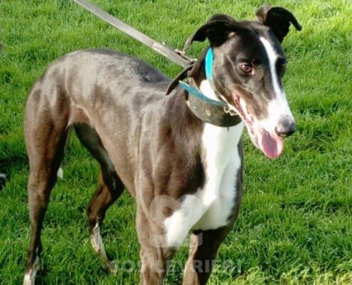 Kiely Greyhound