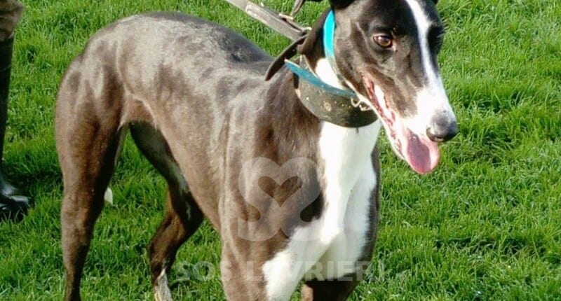 Kiely Greyhound