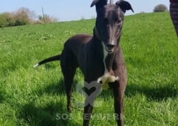 Larry Greyhound