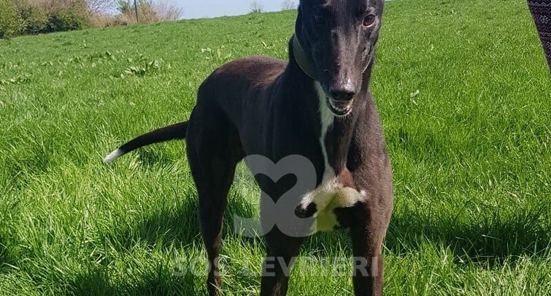 Larry Greyhound