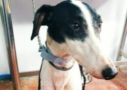 Linda Galgo