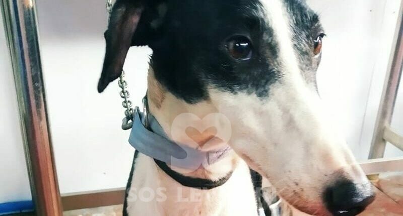 Linda Galgo