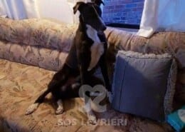 Lottie Greyhound