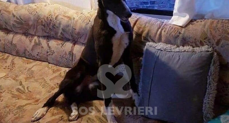 Lottie Greyhound