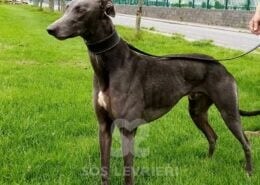 Lou Greyhound