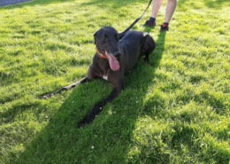 Madrid Greyhound