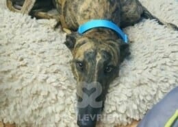 Marte Galgo