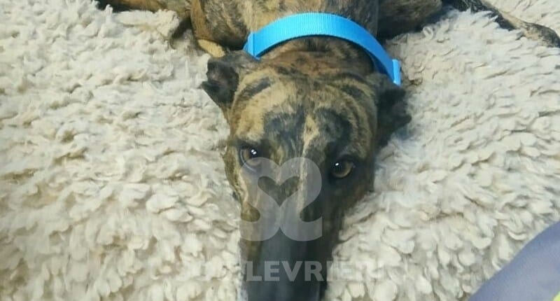Marte Galgo