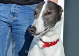 Martin Greyhound