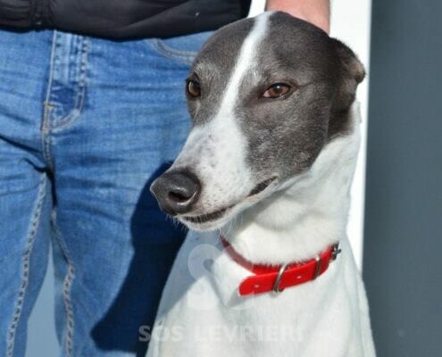 Martin Greyhound