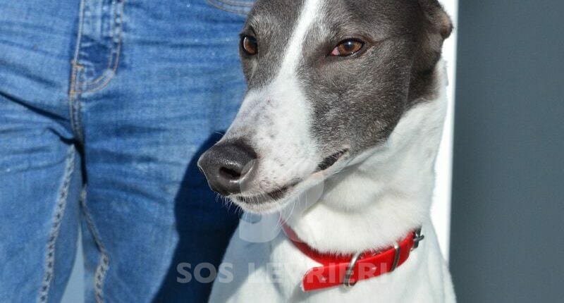 Martin Greyhound