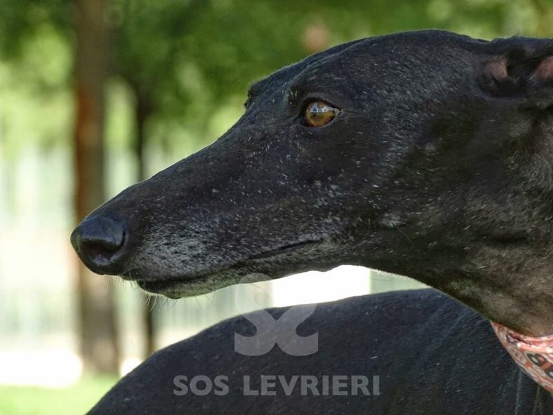 Mori Galgo