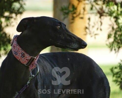 Mori Galgo