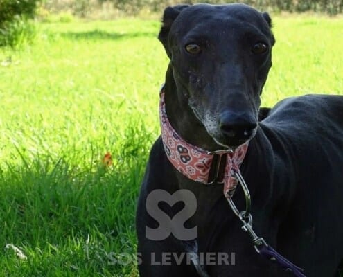 Mori Galgo