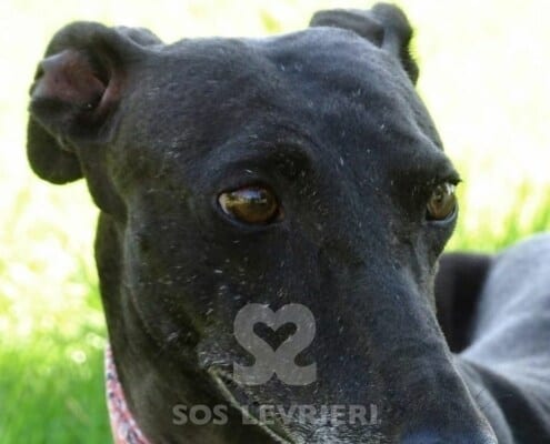 Mori Galgo