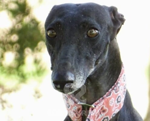 Mori Galgo