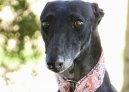 Mori Galgo