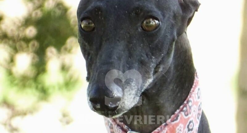 Mori Galgo