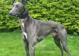 Murty Greyhound