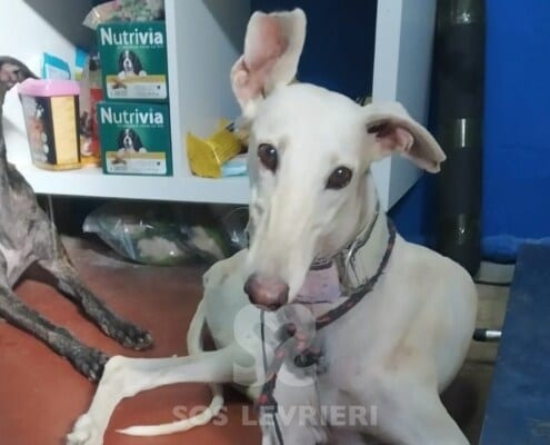Nieve Galgo
