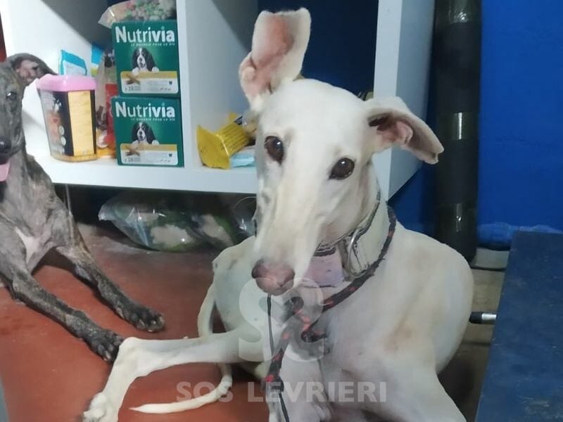 Nieve Galgo