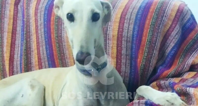 Nieve Galgo