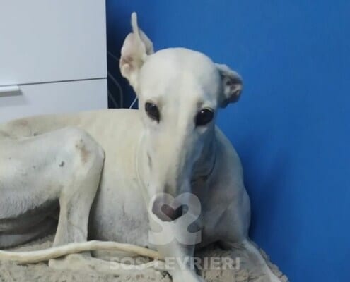 Nieve Galgo